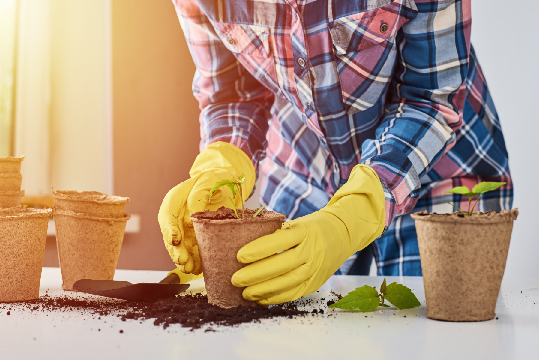 Person tending to a plant